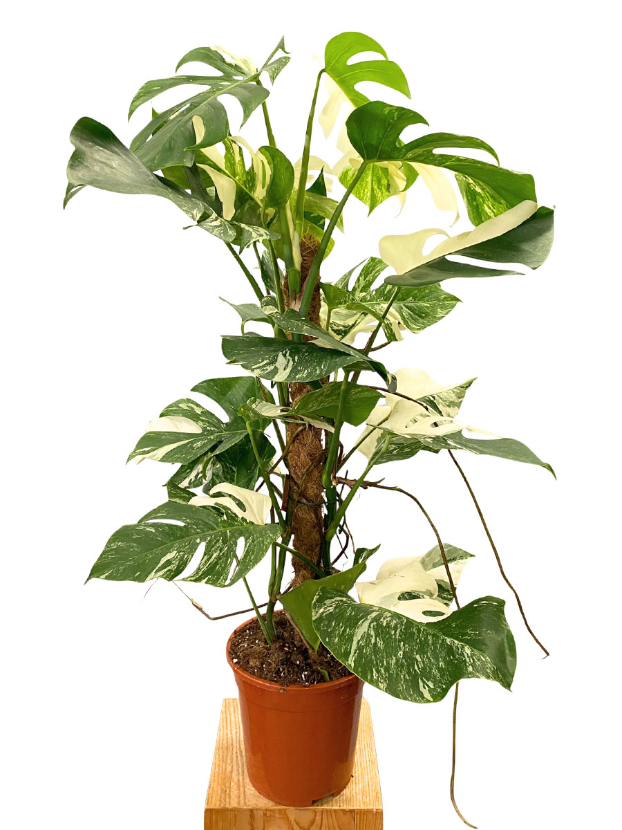 Monstera Deliciosa Variegata Kokosstab