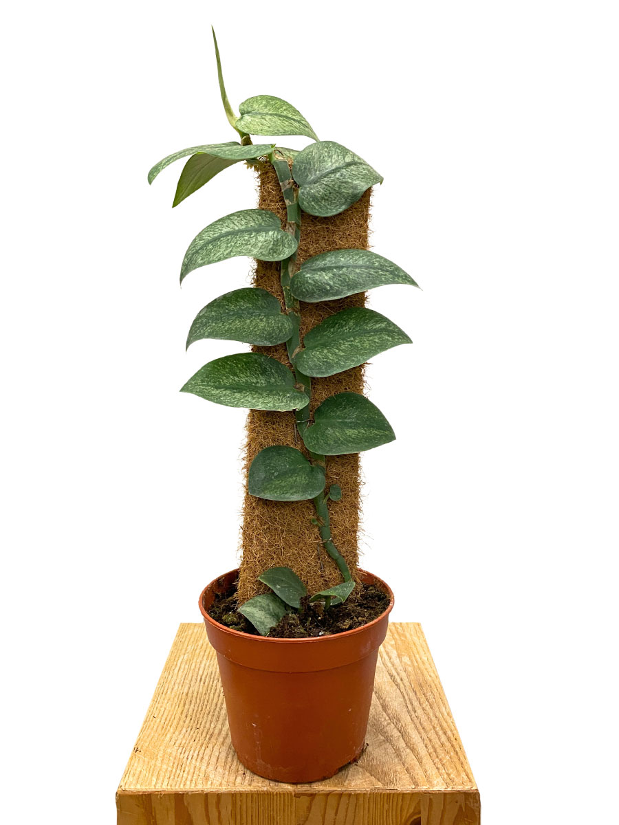 Rhaphidophera Hongkongensis Variegata