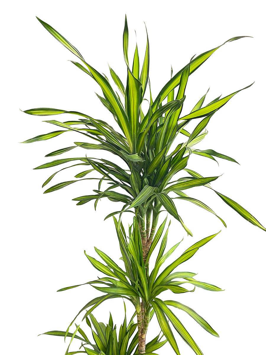 Dracaena Riki