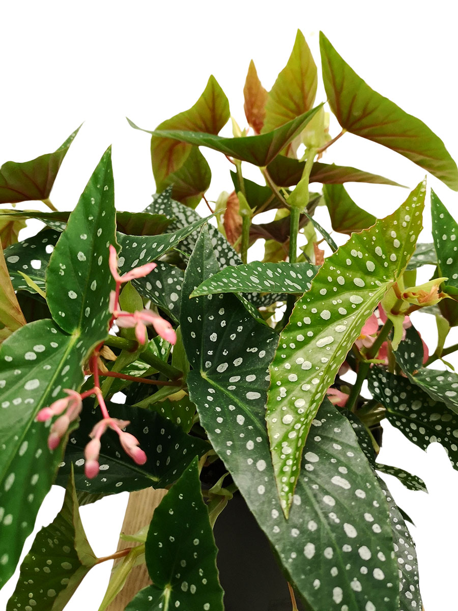 Begonia blad Double Dot