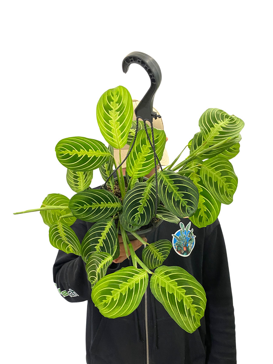 Hänger - Maranta Lemon Lime