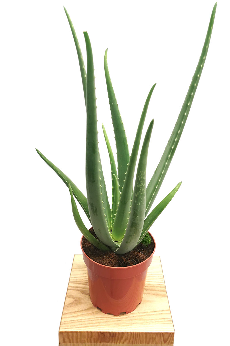Echte Aloe Vera Bio gross 50-60cm
