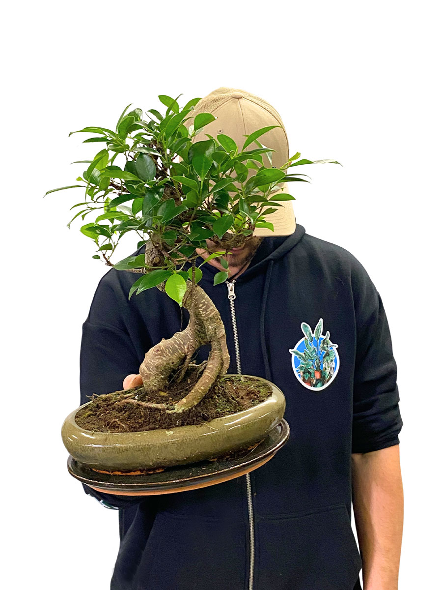 Bonsai Ficus Retusa