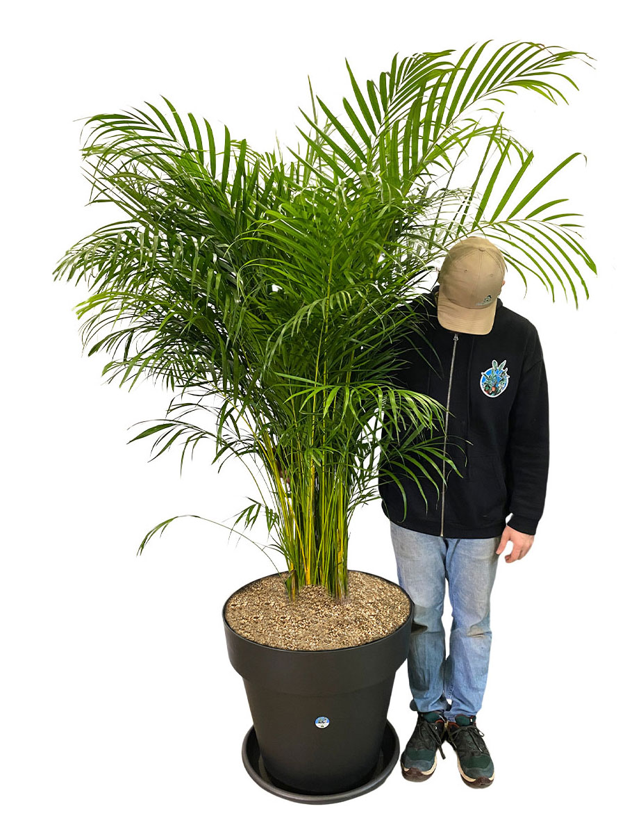 Dypsis Areca Goldfruchtpalme XXL