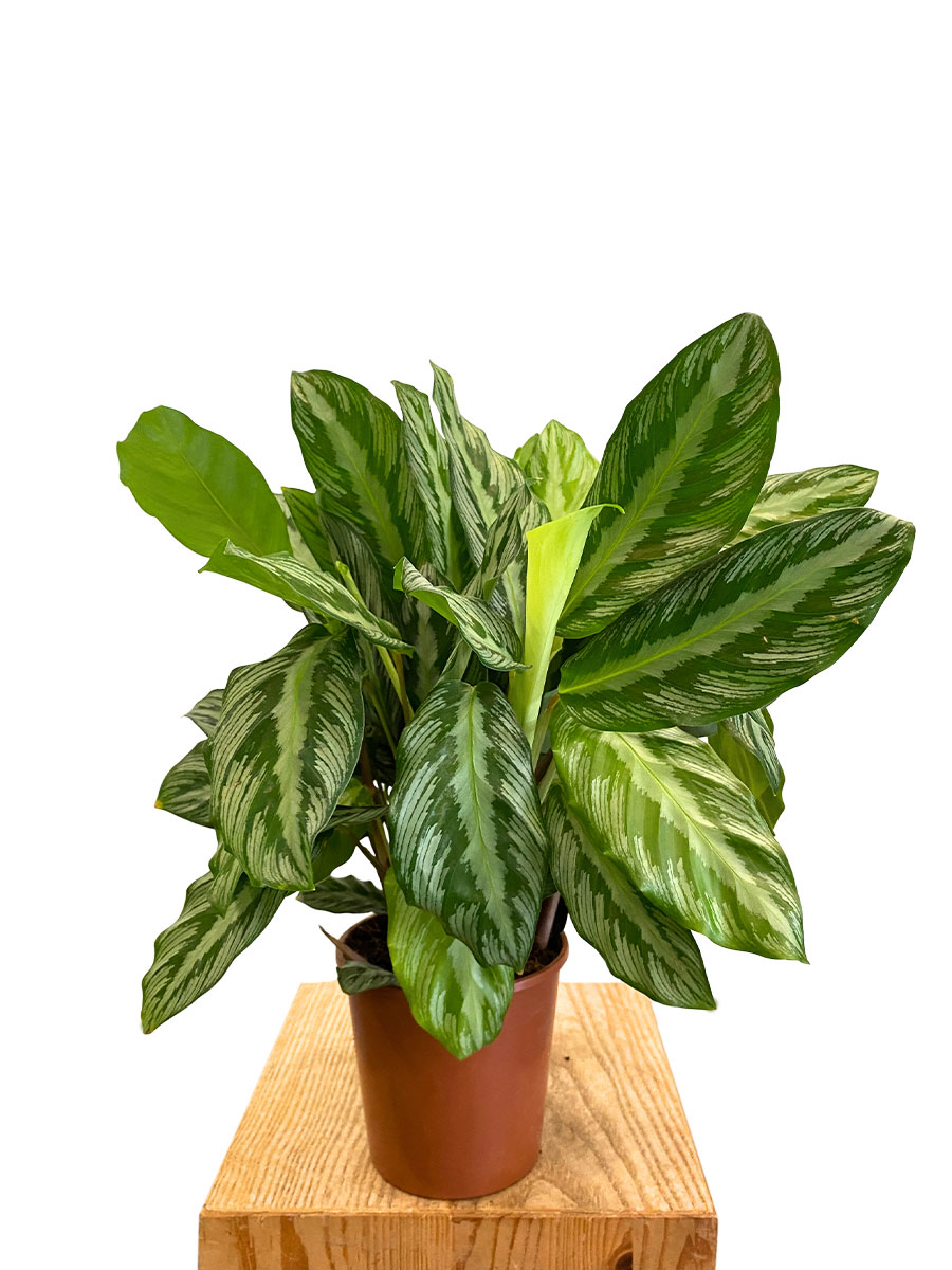 Calathea Silverstar