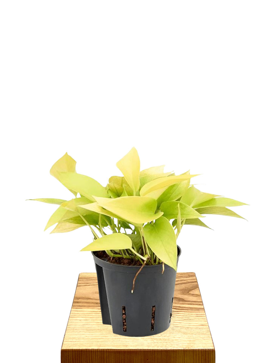 Hydro - Scindapsus Golden Pothos