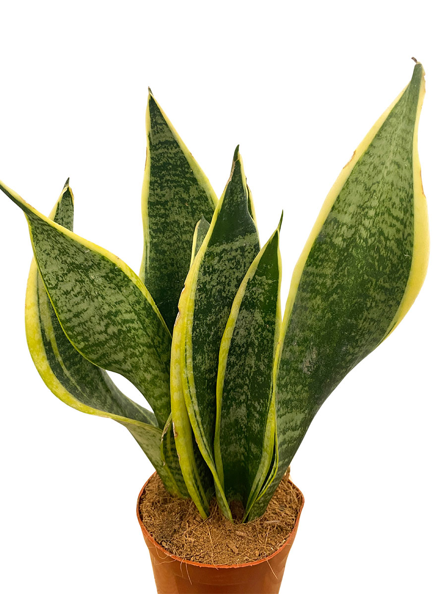 Sansevieria Futura Superba