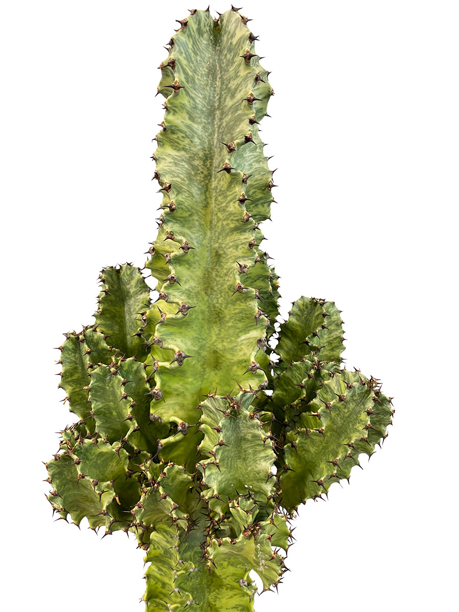 Euphorbia Variegata Marmorata