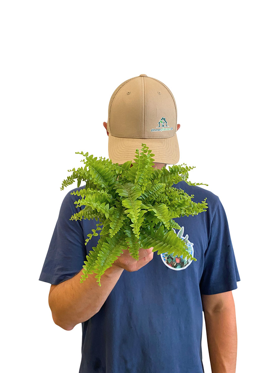 Schwertfarn Nephrolepis Green Lady