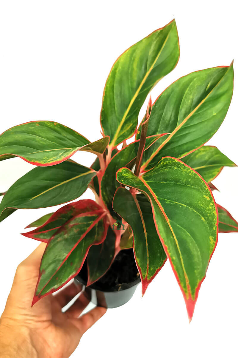 Aglaonema Jungle Red