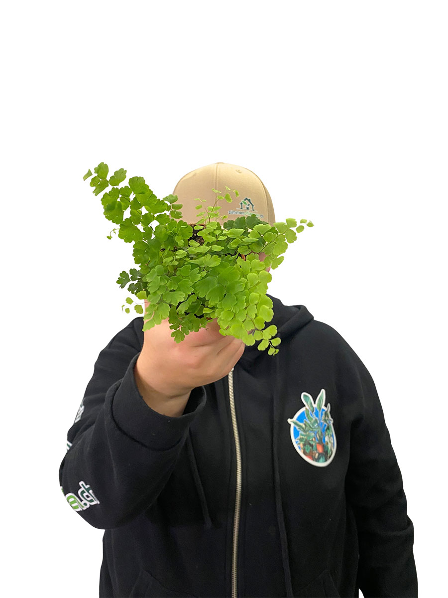 Frauenhaarfarn Adiantum Raddianum