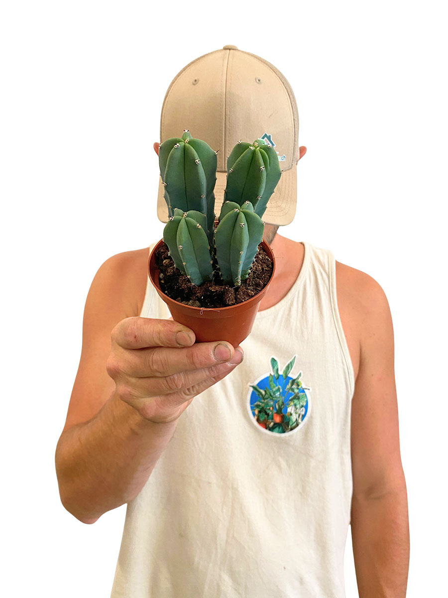 Myrtillocactus Geometrizans - Ø8.5 cm