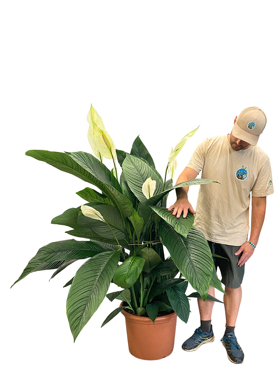 Spathiphyllum Sensation XXL
