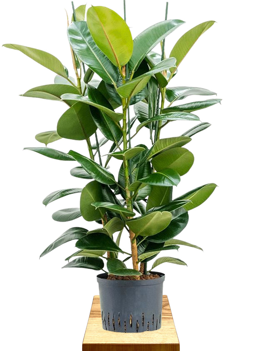 Hydro -  Gummibaum Ficus elastica Robusta