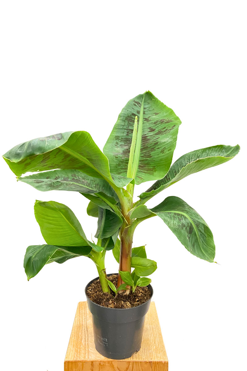 Zimmerbanane Musa Dwarf Cavendish