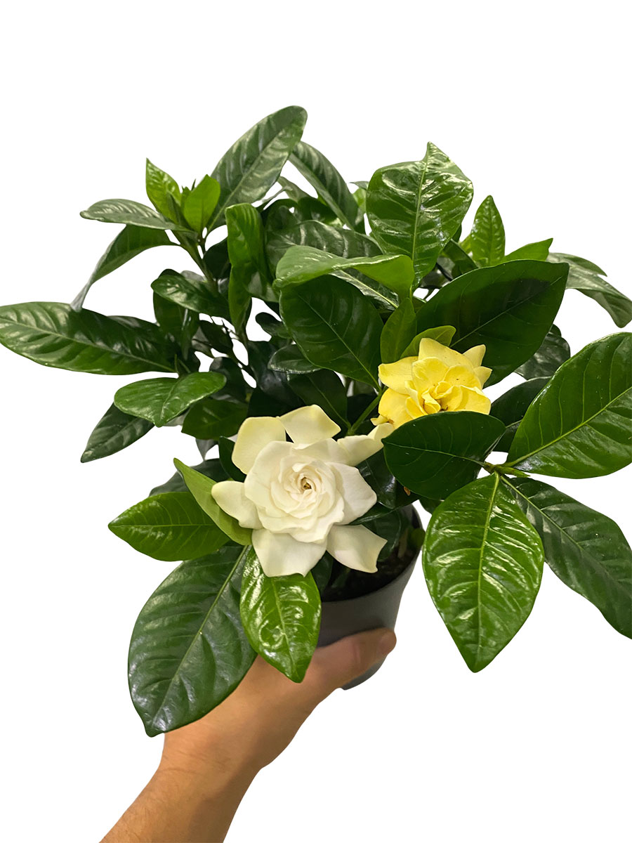 Gardenia Jasminoides