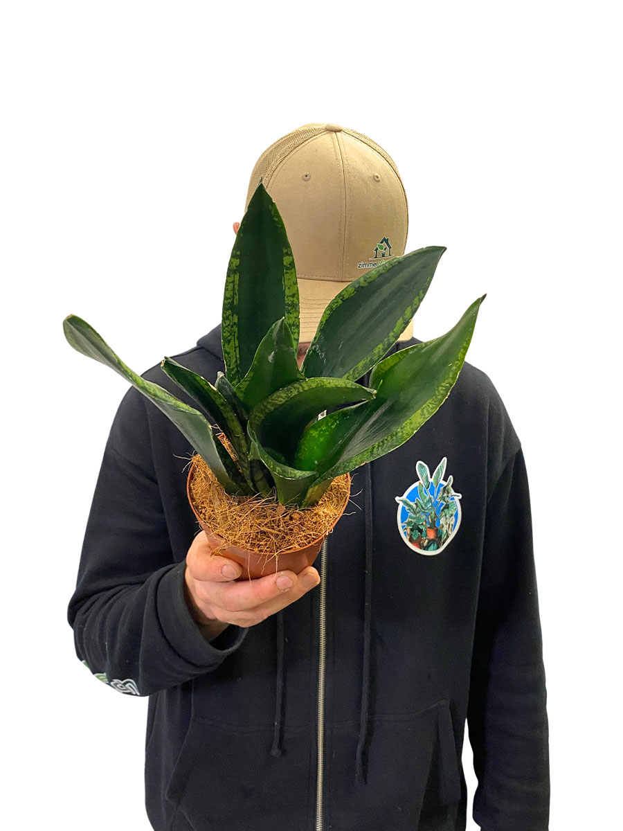 Sansevieria Silver Flame