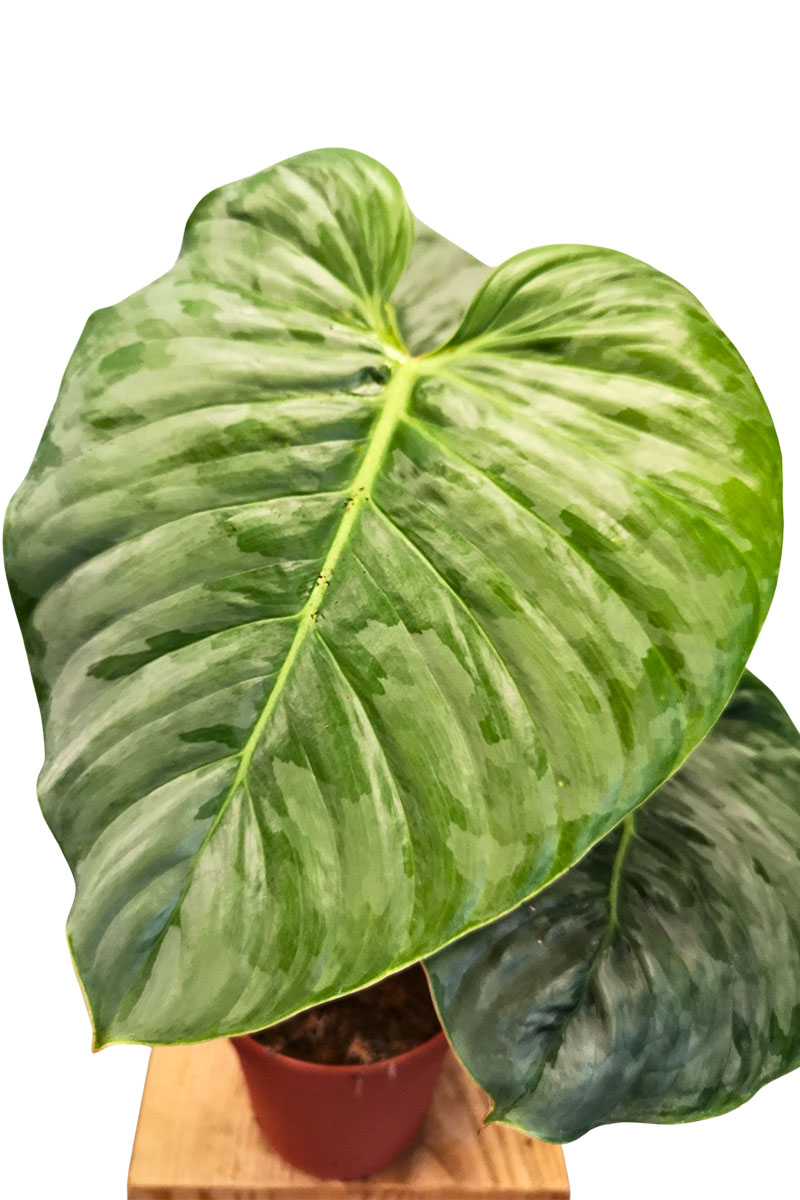 Philodendron Sodiroi