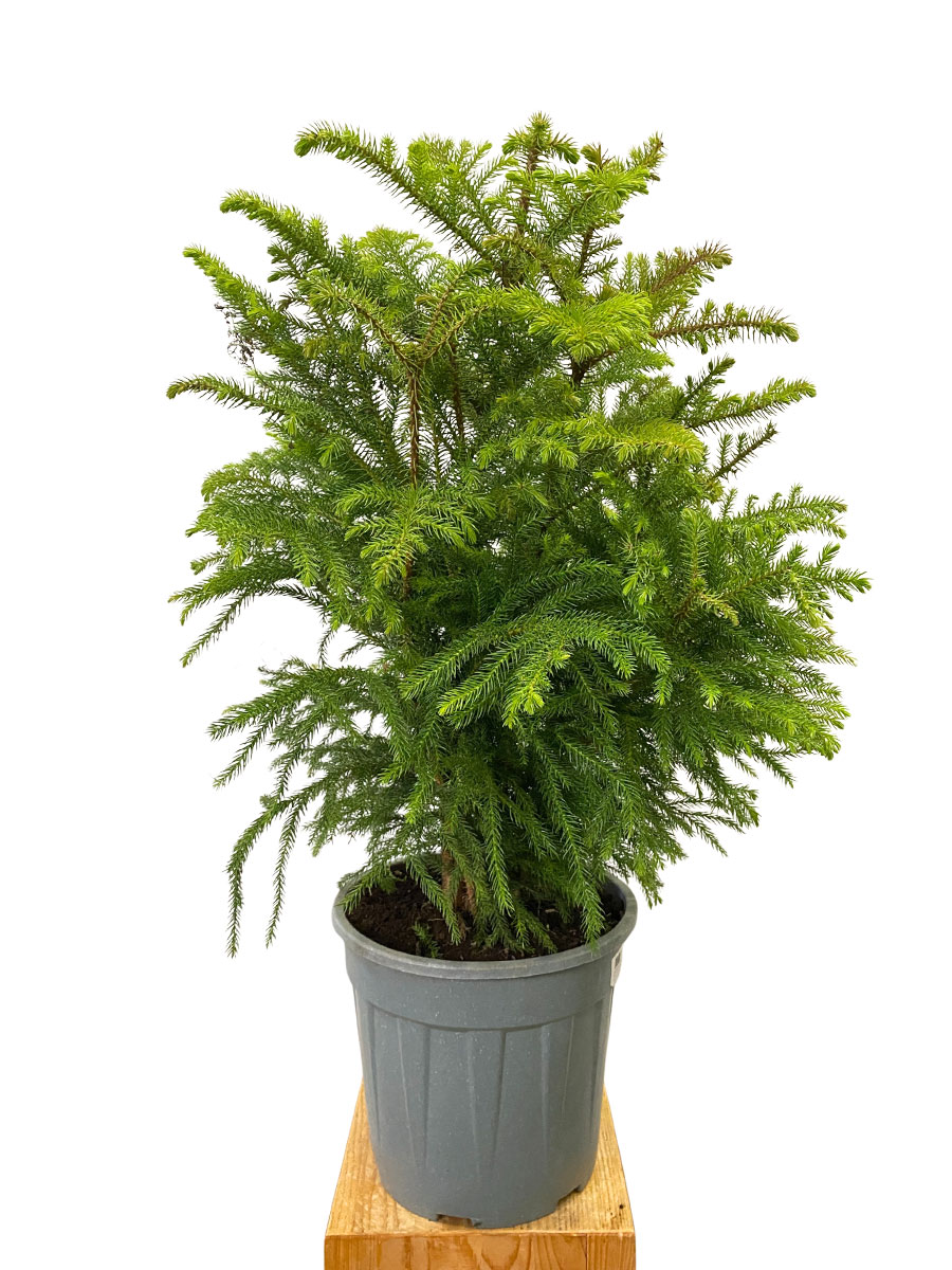 Zimmertanne Araucaria Heterophylla Busch