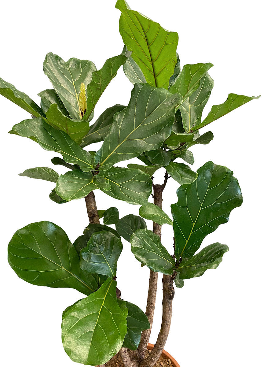 Ficus lyrata Stamm Verzweigt - Gross
