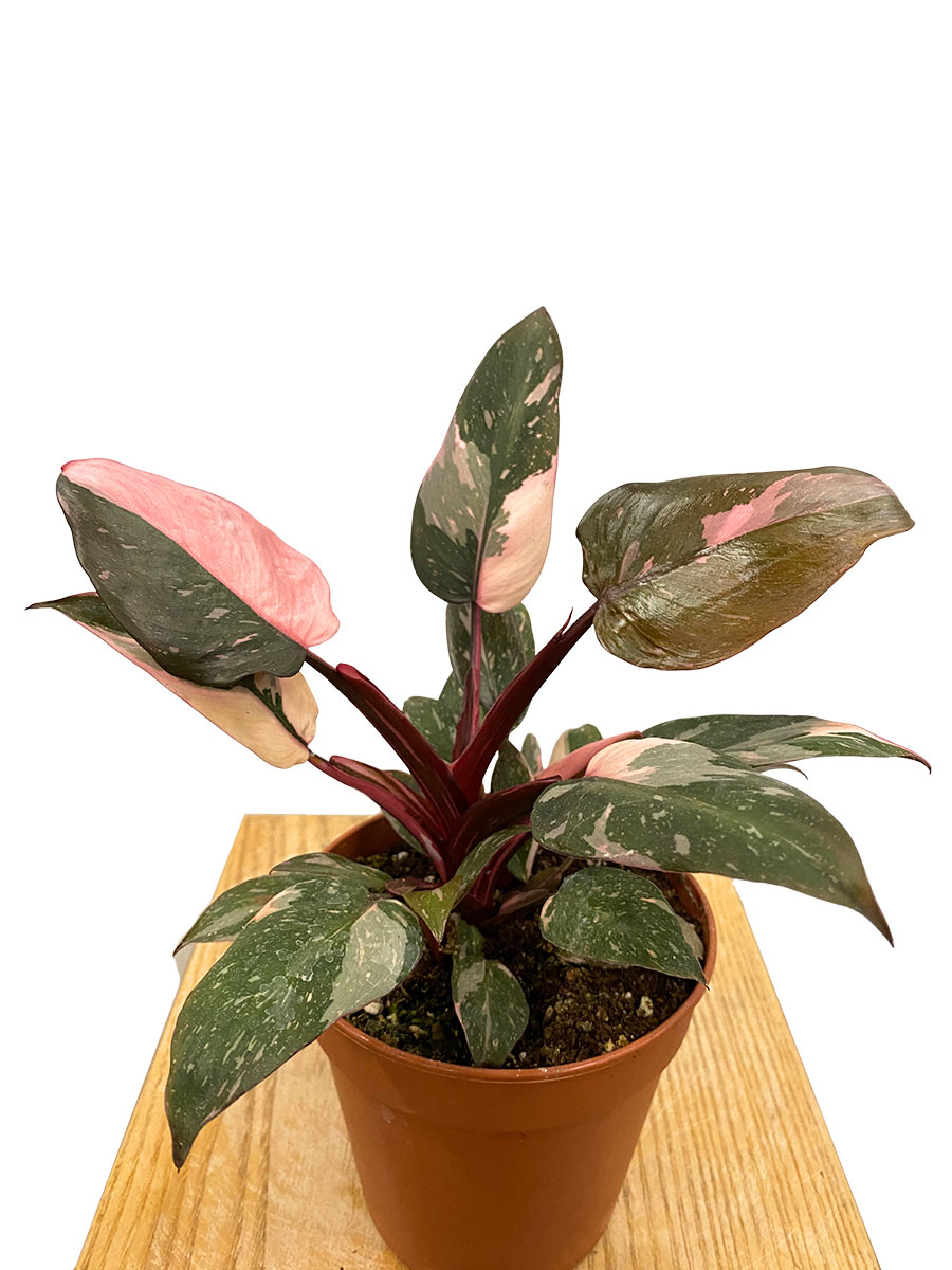 Philodendron Pink Princess