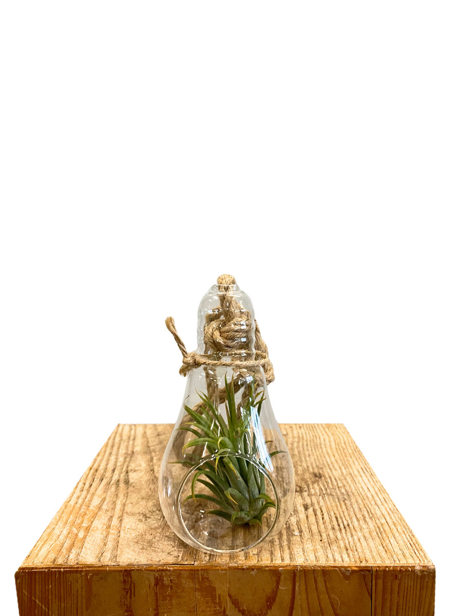 Hanging Pot - Tillandsia Glass Lamp