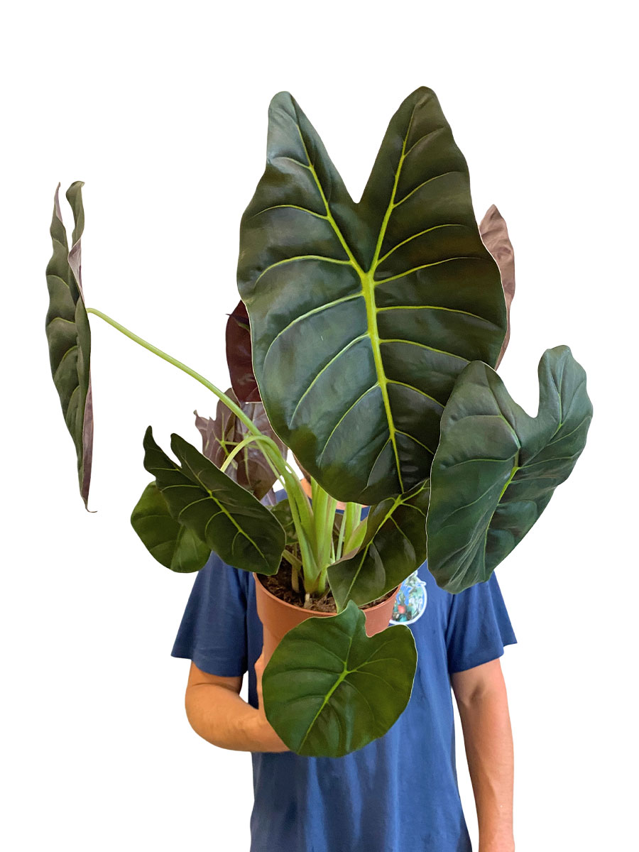 Alocasia Golden Bone
