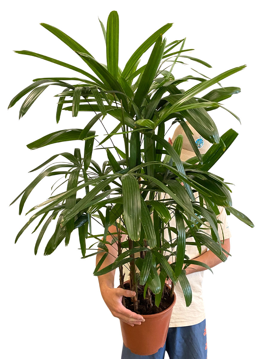 Steckenpalme Rhapis Excelsa