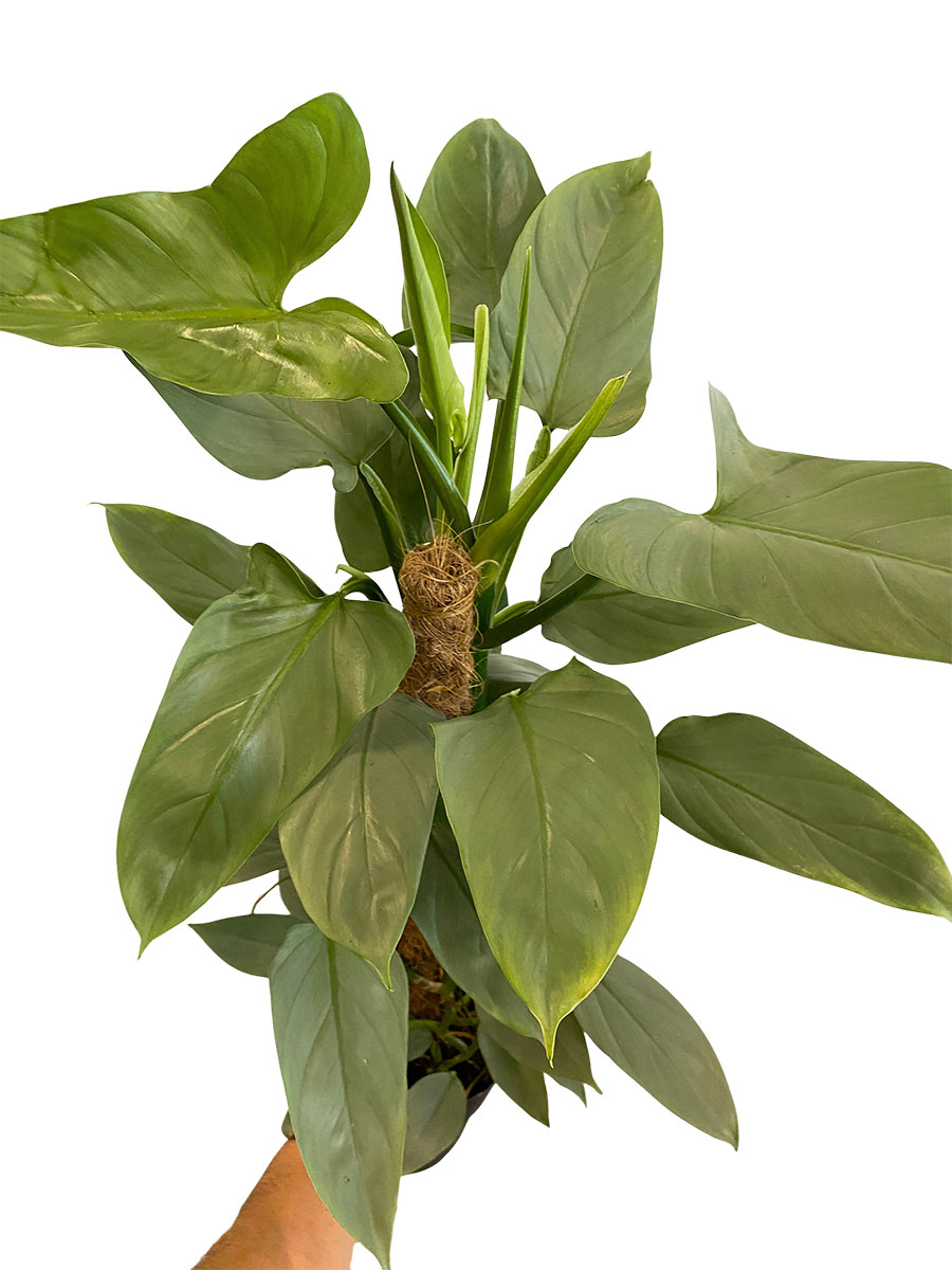 Philodendron Silver Queen Moosstab