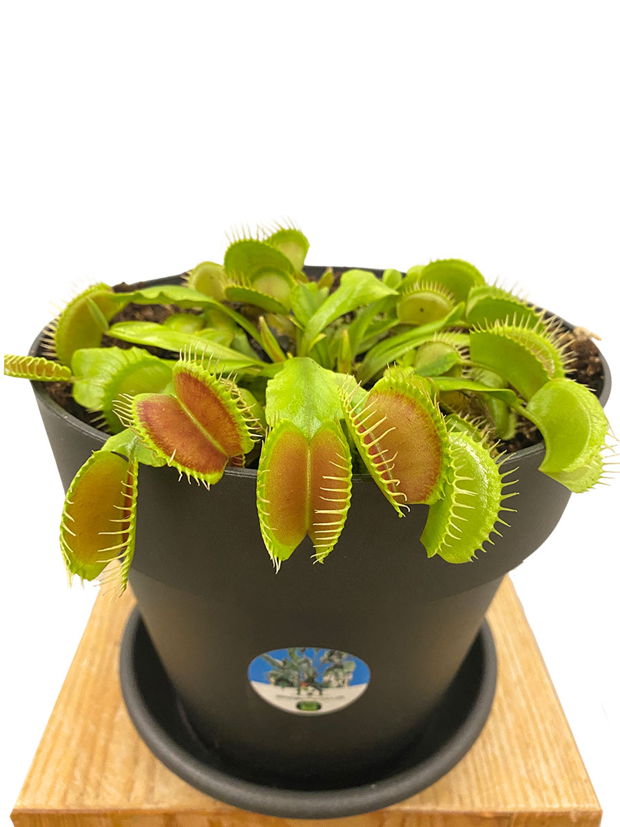 Venusfliegenfalle Dionaea Muscipula - Gross