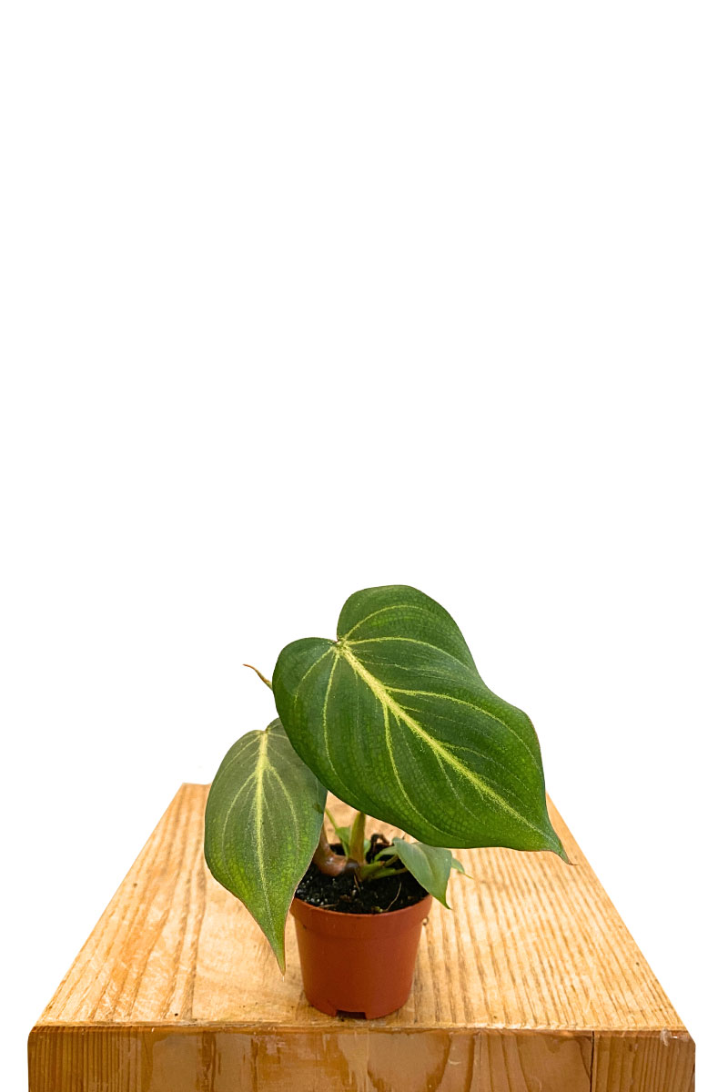 Baby Philodendron Gloriosum
