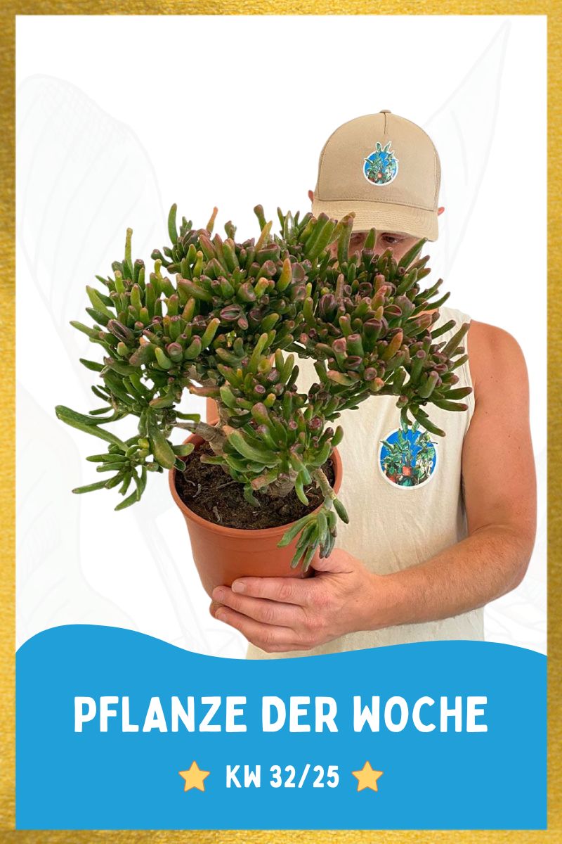 Geldbaum Crassula Gollum