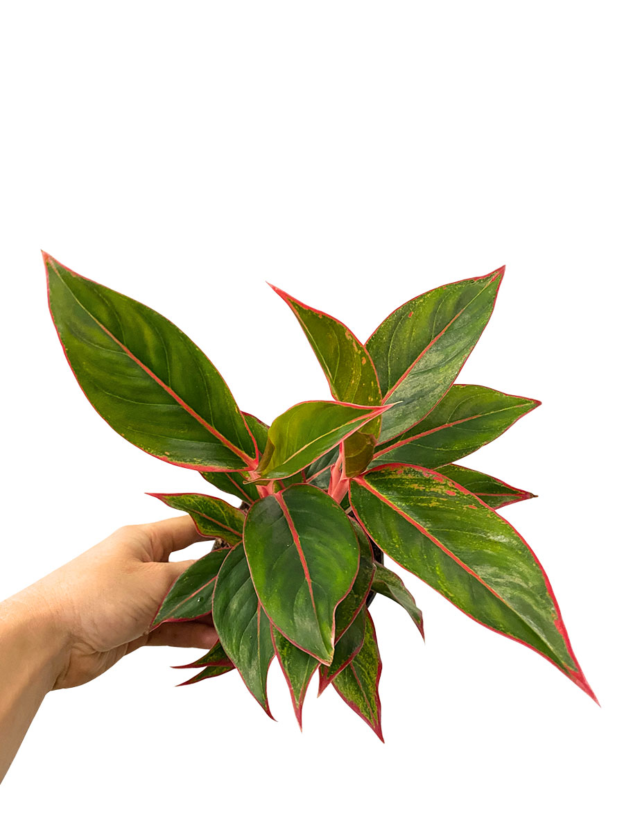 Aglaonema Jungle Red