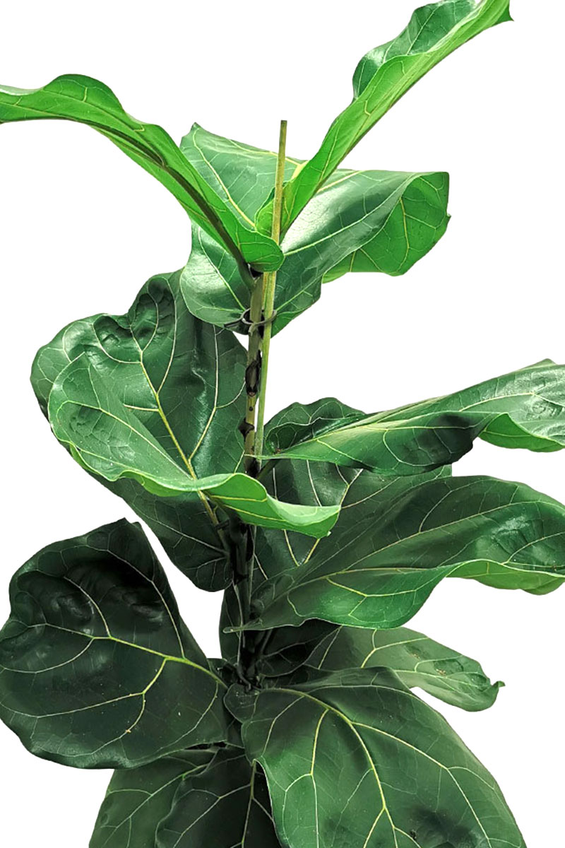 Geigenfeige Ficus lyrata