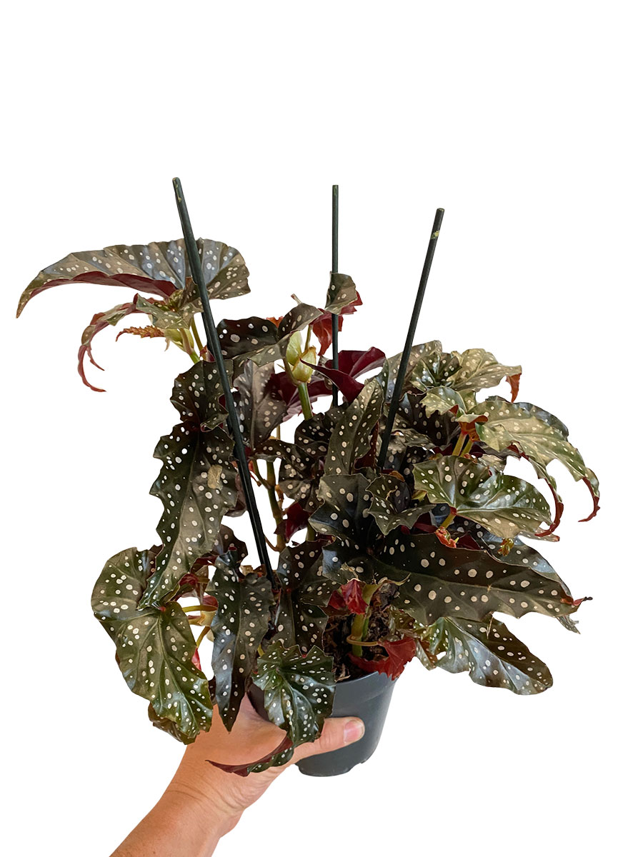 Begonia Black Forrest