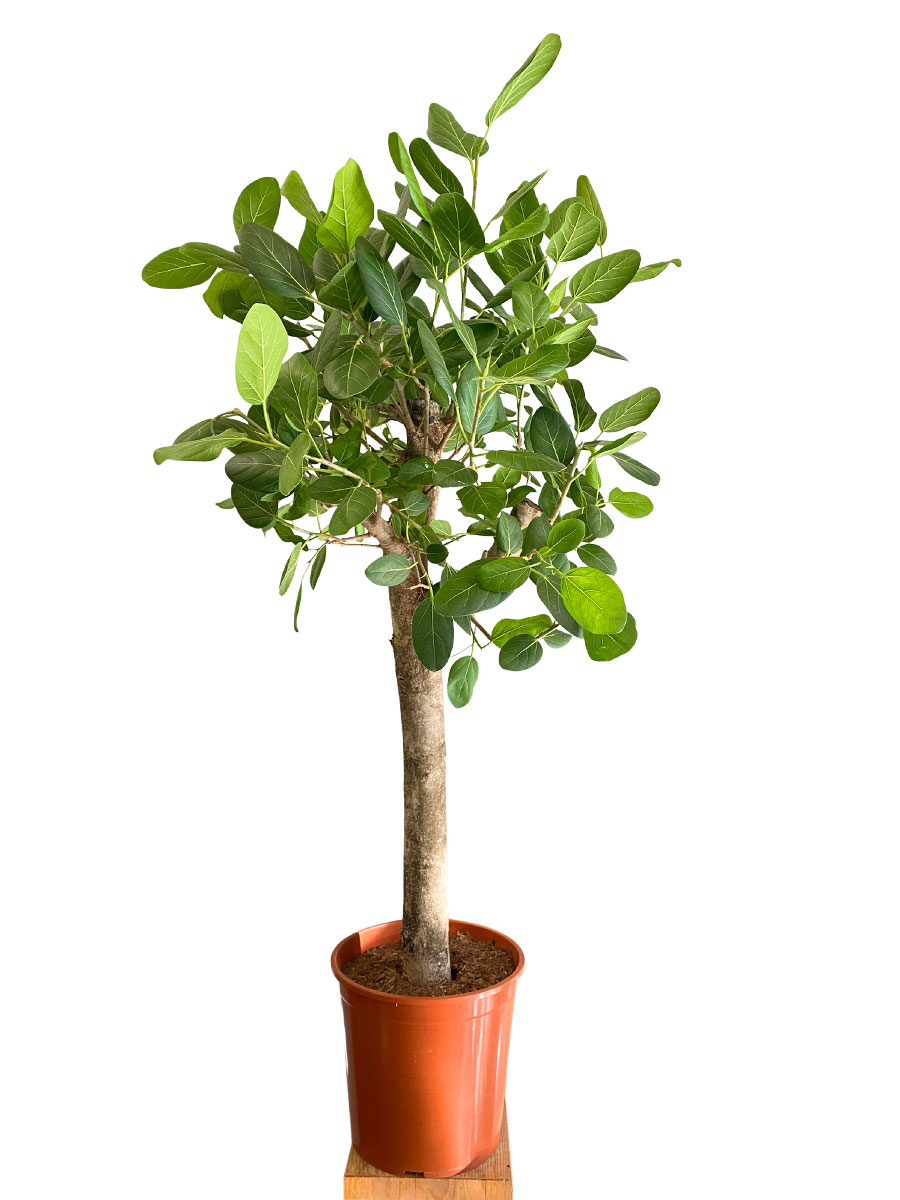 Banyanbaum Ficus Benghalensis Stamm