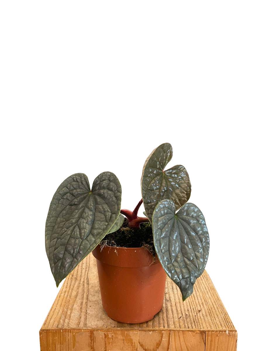 Anthurium Luxurians