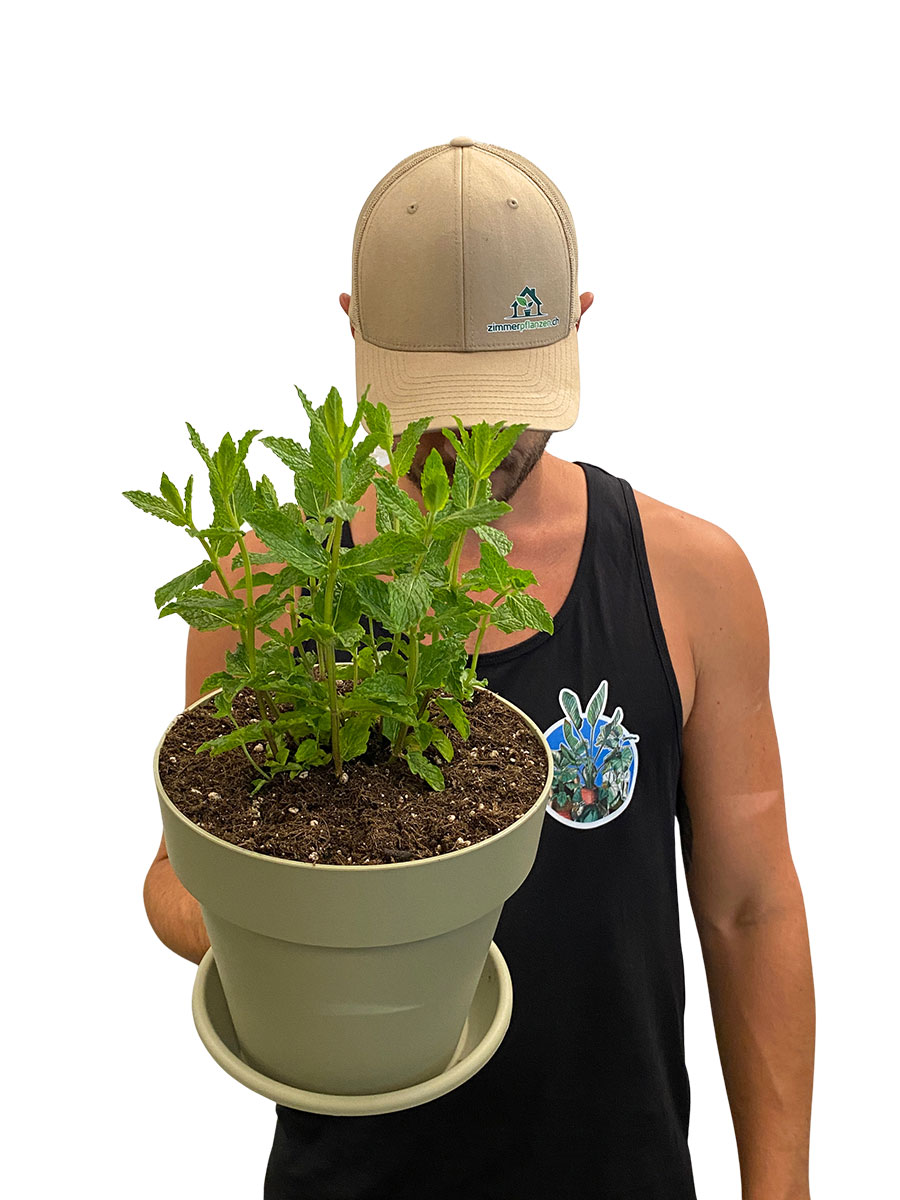 Bio Marokkanische Minze - Fertig