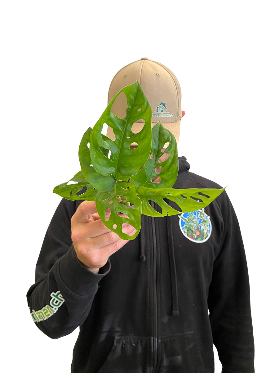 Baby Monstera Monkey Leaf