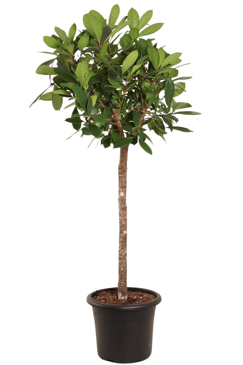 Ficus Cyathistipula Stamm
