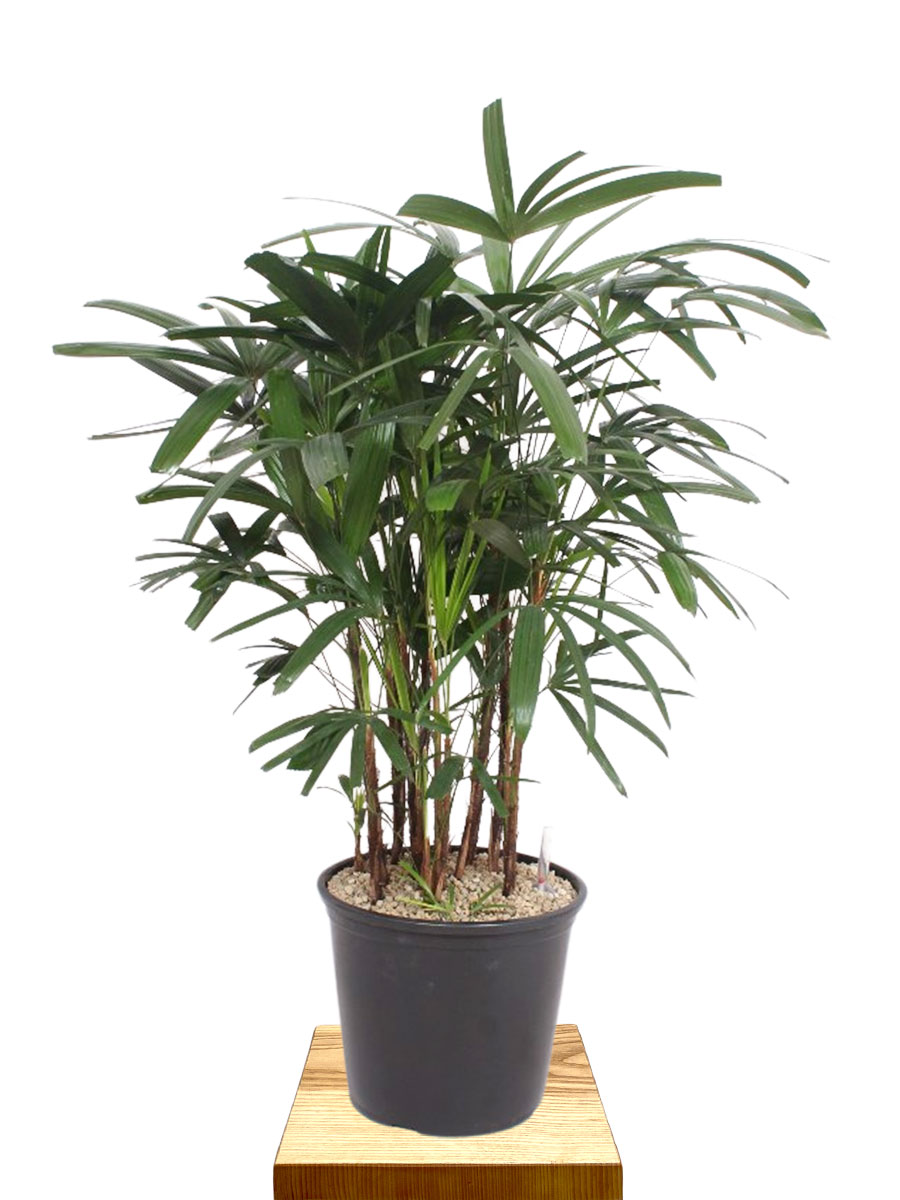 Steckenpalme Rhapis excelsa