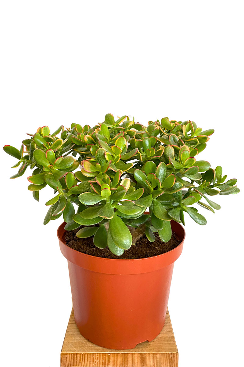 Geldbaum Crassula ovata Sunset