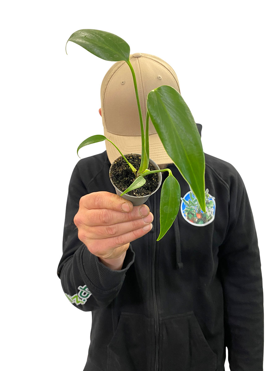 Baby Monstera Burle Marx Flame