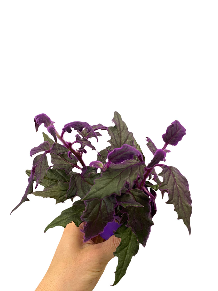 Samtpflanze Gynura Aurantiaca