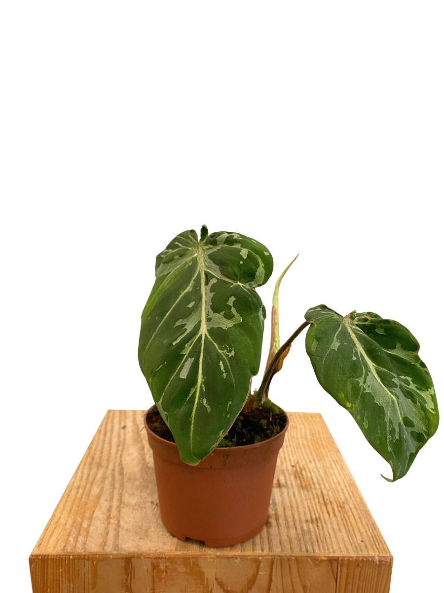 Philodendron Gloriosum Schnee Leopard