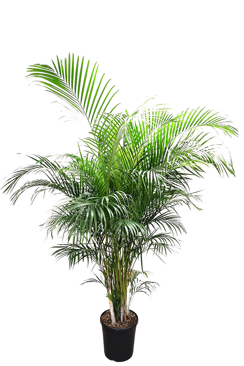 Areca Goldfruchtpalme - Gross