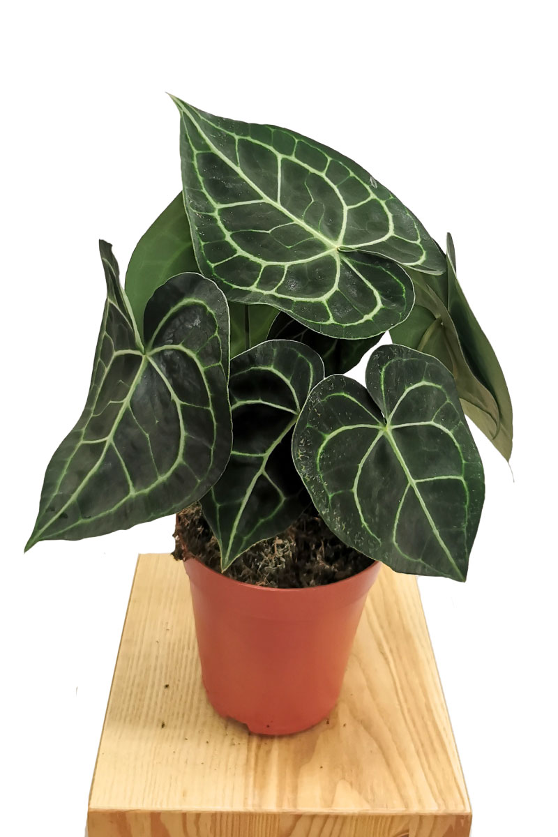 Anthurium Clarinervium 40-50cm Anthurium Clarinervium 40-50cm