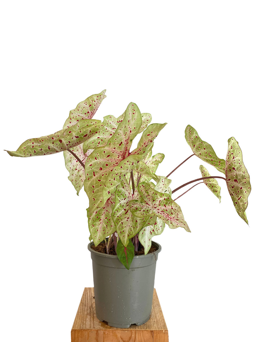 Caladium Miss Muffet XL