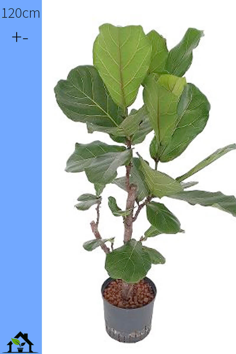 Ficus lyrata verzweigt Hydro 120cm 22/19