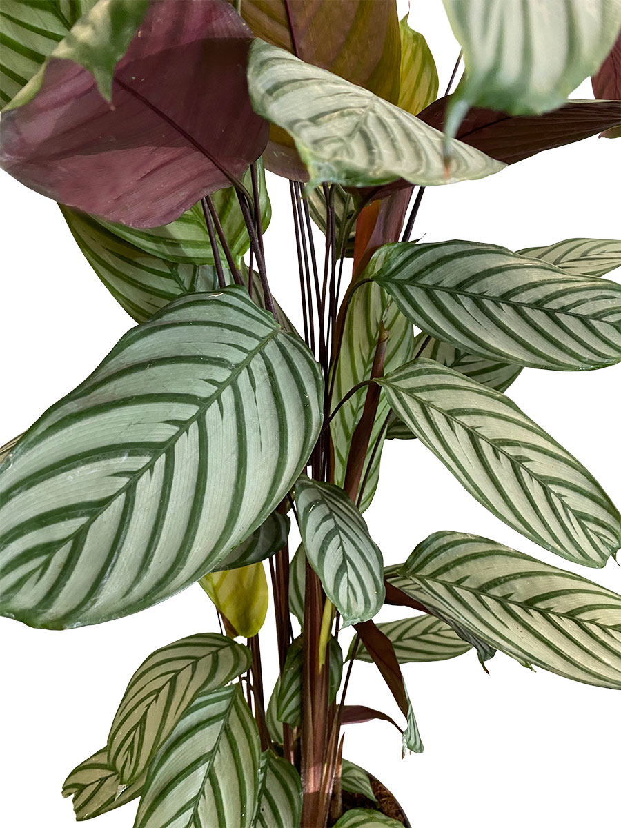 Calathea Oppenheimiana - Gross